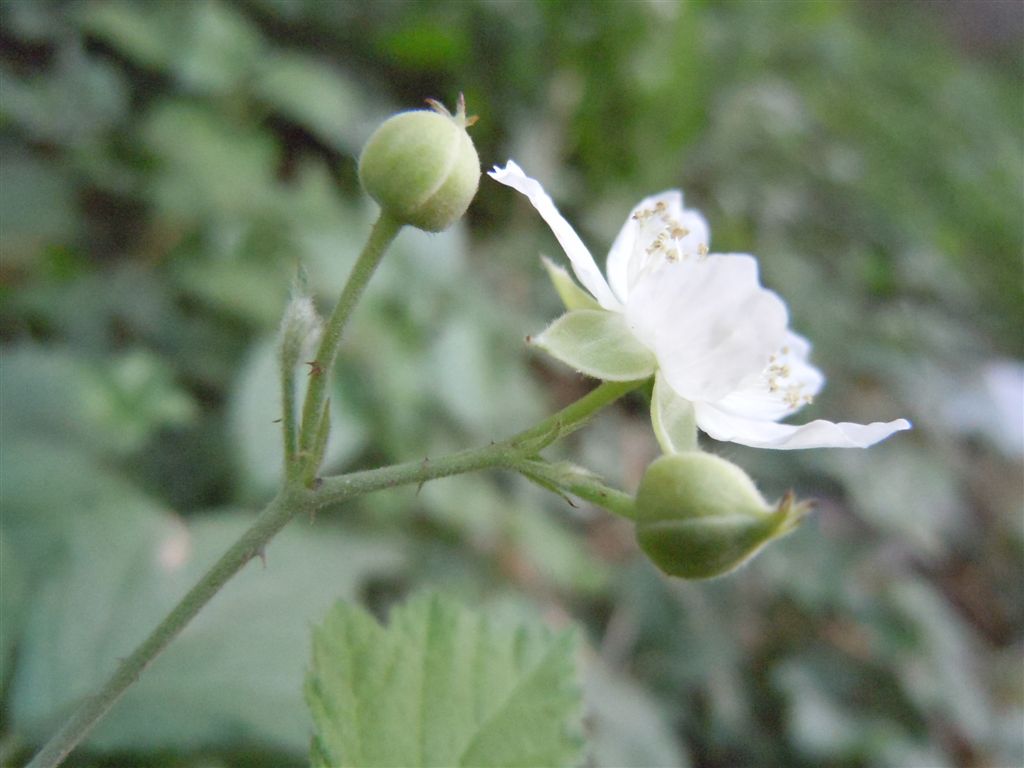 Rubus caesius?